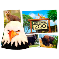 Montgomery Zoo Furry Eagle Head Textured 3-D Magnet